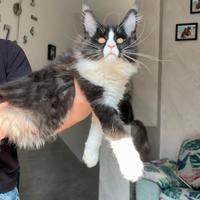 Cucciolo di Maine coon sblack smook con bianco