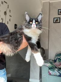 Cucciolo di Maine coon sblack smook con bianco