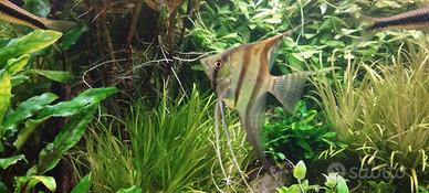Scalari Gold e Selvatici Ancistrus Gold p. V