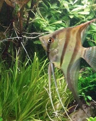 Scalari Gold e Selvatici Ancistrus Gold p. V