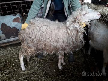 Montone sardo arr arr