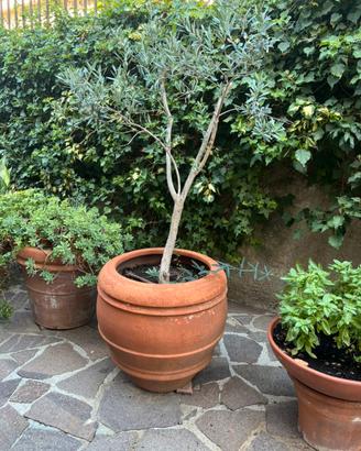 Vaso da giardino tipo orcio in cotto