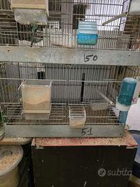 Gabbia per uccellini, 2 divisori