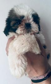 Cuccioli Shih tzu con pedigree