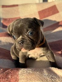 Cucciola di bulldog francese blue