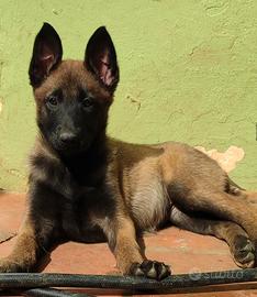 Pastore Belga Malinois con pedigree