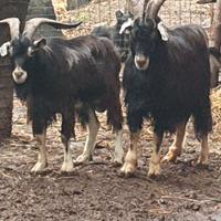 Maschi capra razza garfagnina