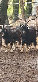 Maschi capra razza garfagnina