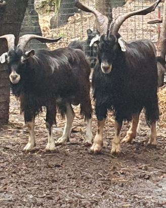 Maschi capra razza garfagnina