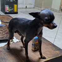 Pincher toy per accoppiamento