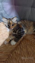 Regal 6 gattini maschi e femmine di 2 mesi di vita