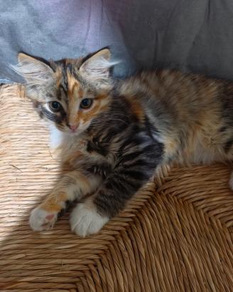 Regal 6 gattini maschi e femmine di 2 mesi di vita
