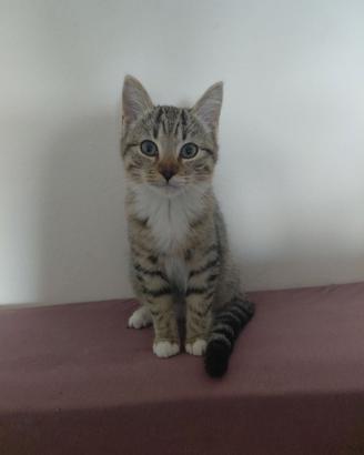 Dolcissimo Gattino a Cuneo