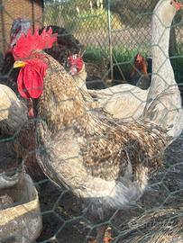 Gallo color grigio chiaro