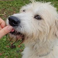 Simil Spinone 5anni dall aguzzino al box.NOVARA