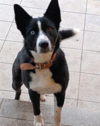 Cagnolina meticcia