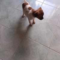 Cane piccola taglia