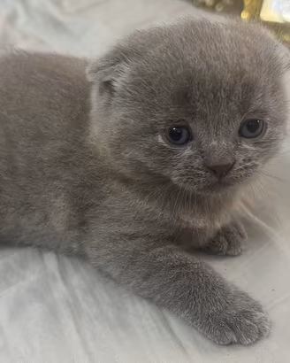 Gattini Scottish Fold e Straight