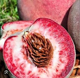 6 semi pesca della vigna, frutto antico