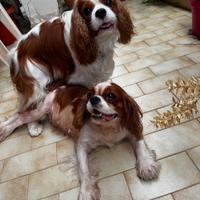 Cucciolata di cavalier king