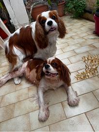 Cucciolata di cavalier king