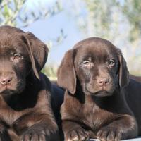 Cuccioli di Labrador Cioccolato
