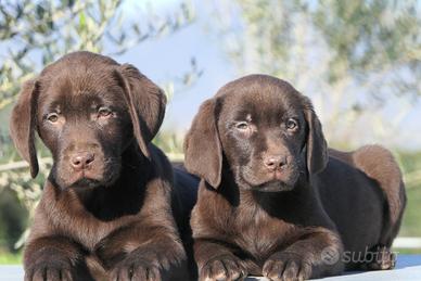 Cuccioli di Labrador Cioccolato