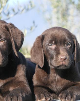 Cuccioli di Labrador Cioccolato