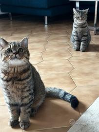 Gatti British shorthair