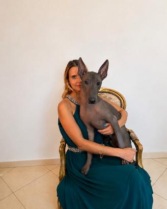 Cane nudo messicano, maschio