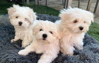 Cuccioli maltese femmine