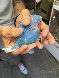 Pulli parrocchetti dal collare