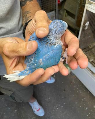 Pulli parrocchetti dal collare