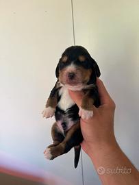 Cuccioli cocker spaniel inglese PEDIGREE ENCI