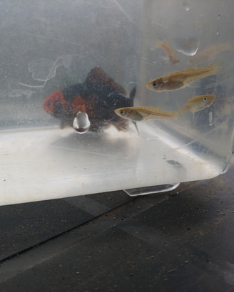 Pesci gambusie gambusia mangia zanzare