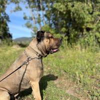 Cane Corso