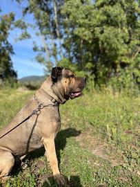 Cane Corso