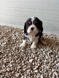 Cavalier King
