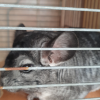 Chinchilla