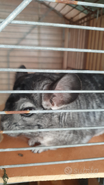 Chinchilla