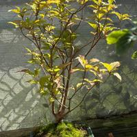 Callicarpa spedizione gratuita