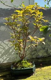 Callicarpa spedizione gratuita