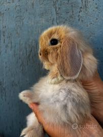 Coniglio Mini Lop