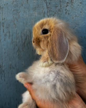 Coniglio Mini Lop