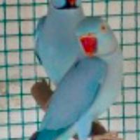 Parrocchetti dal collare