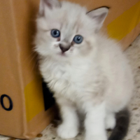 Stupendi cuccioli