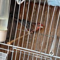 Ciuffolotti Messicani