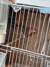 Ciuffolotti Messicani