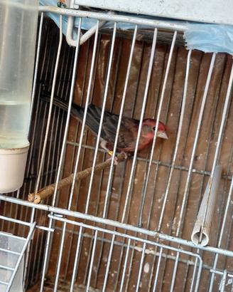 Ciuffolotti Messicani