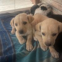 Do via 2 piccoli cuccioli
